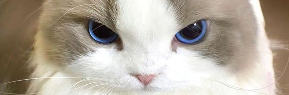 benniary121's profile banner image