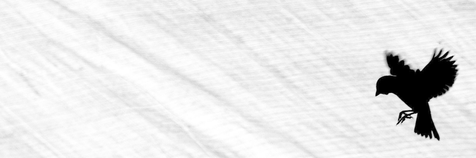 samerhulya's profile banner image