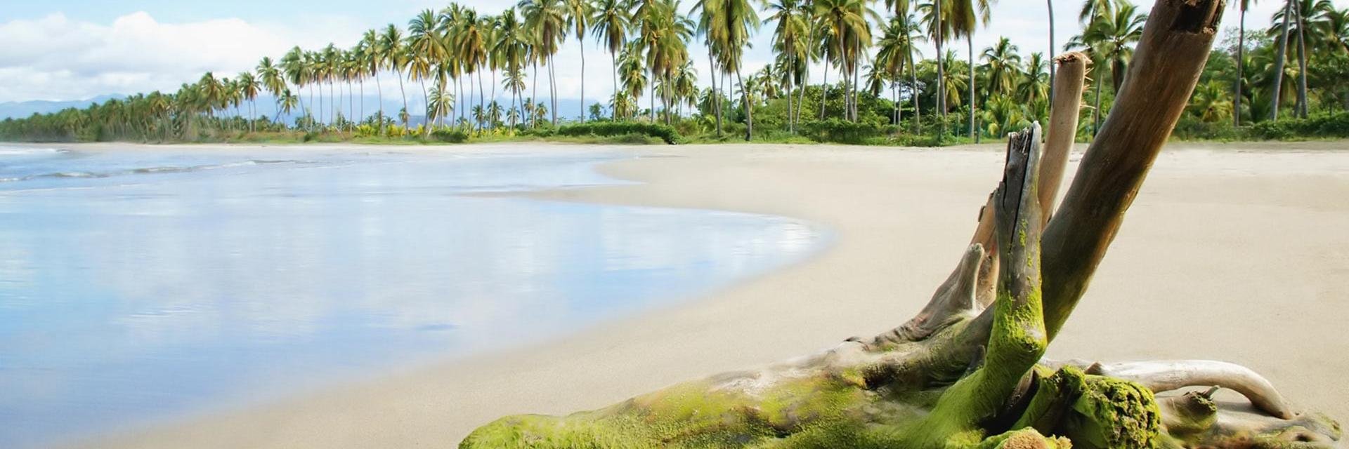 MamboDominicano's profile banner image