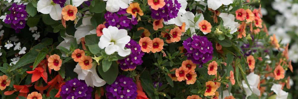 PlantMeNow's profile banner image