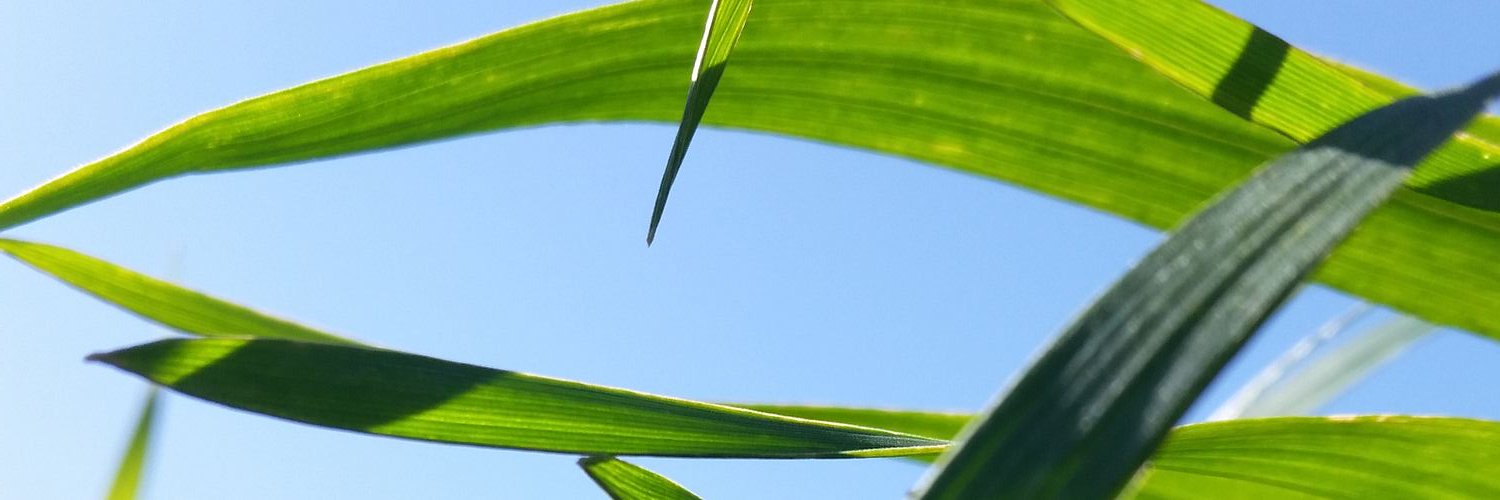 MALDONADO_FITO's profile banner image