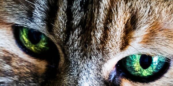 ClaudiaMorgana's profile banner image