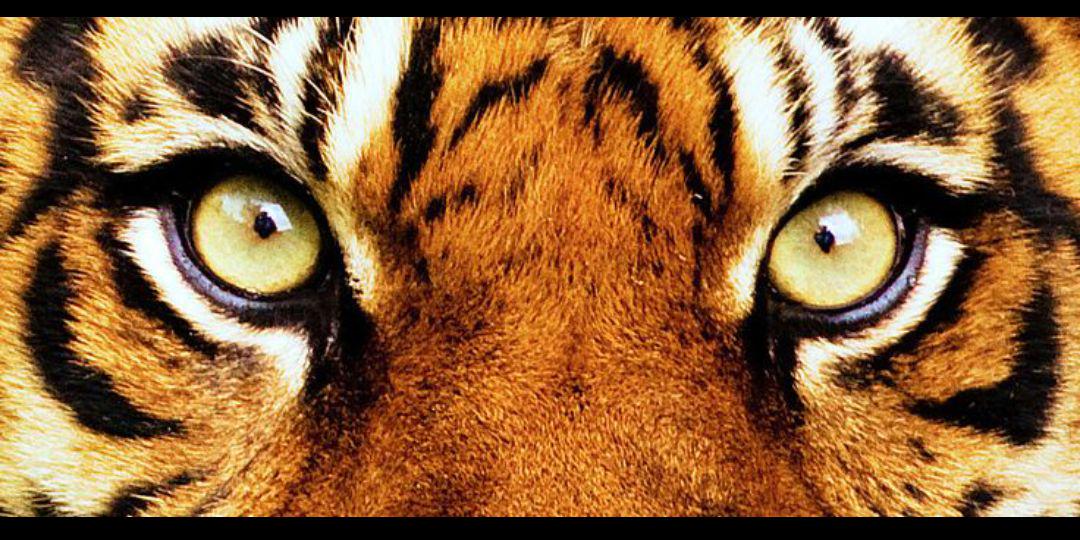 All Money In 🏁🏆 banner