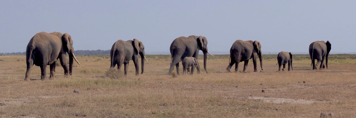 ayenat mersie banner