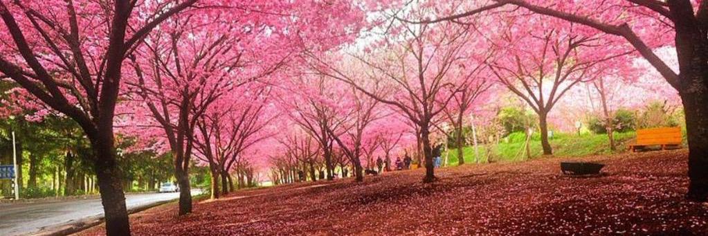 سعيد الزويد | اختصاصي تخاطب banner