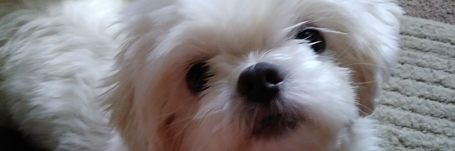 BobbieBuskohl's profile banner image