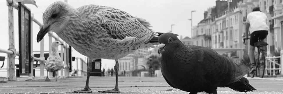 _hard_boiled_'s profile banner image