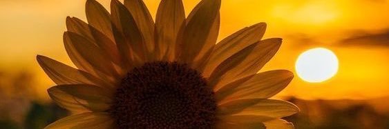 ktpmonte's profile banner image