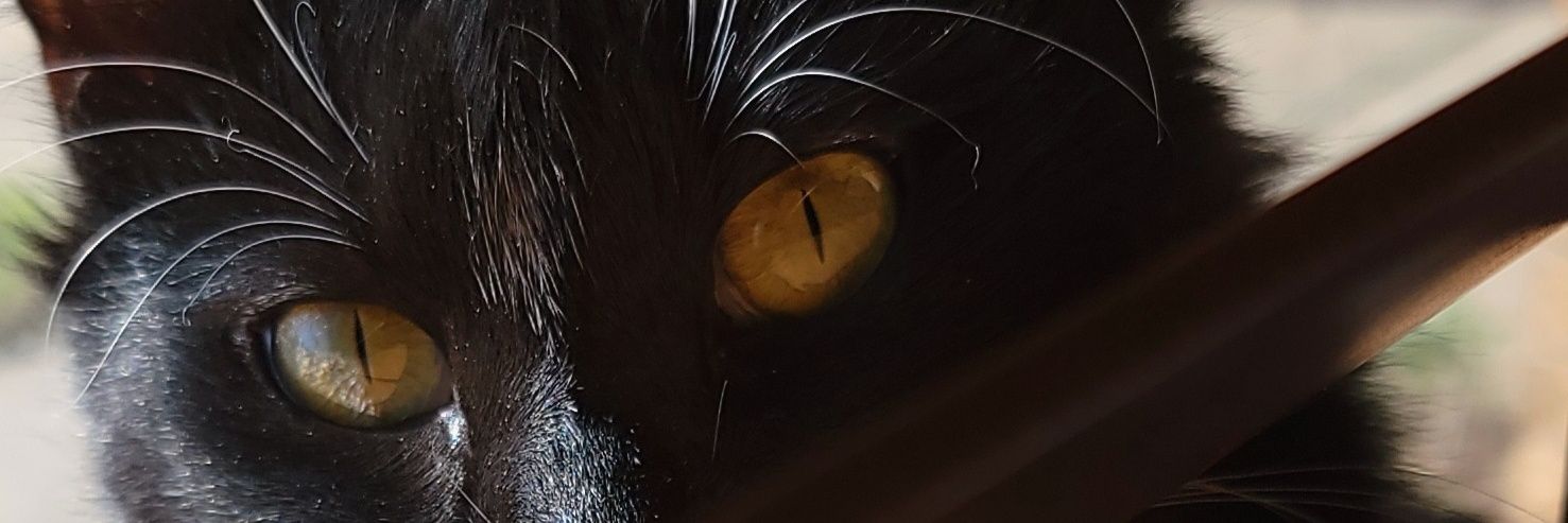LuBellSon's profile banner image