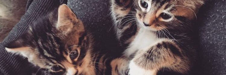 chelsiejohno's profile banner image