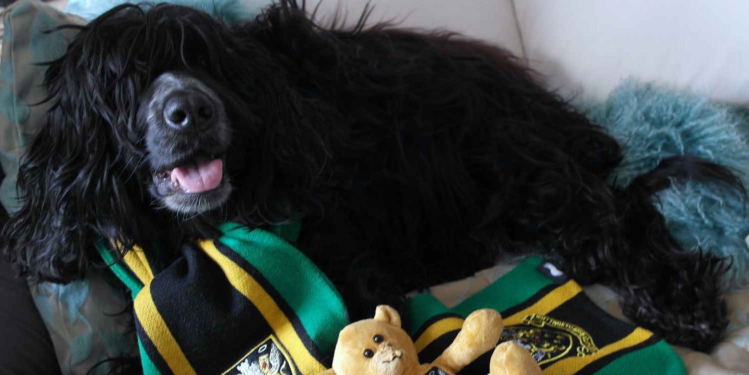 Steve, Di & Chopsdog banner