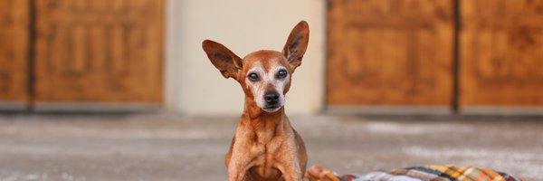 SnuggleDogH Profile Banner