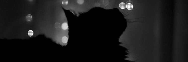 dq2__'s profile banner image