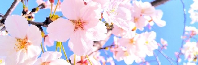 syukunyo's profile banner image
