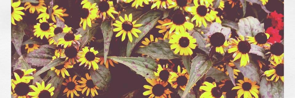MelissyLovesYou's profile banner image