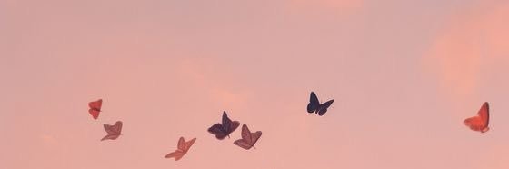 eveefrank's profile banner image