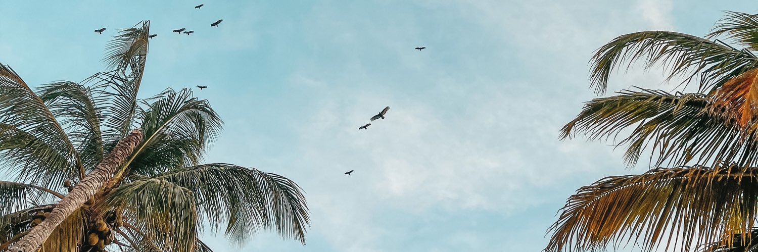 cataduquea's profile banner image