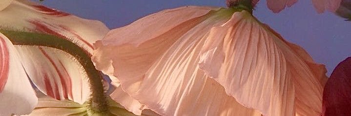 lertell's profile banner image