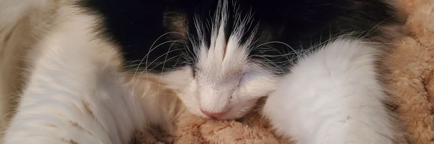 Steph Jefferson🍊 banner