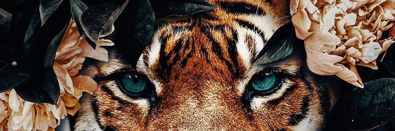 ridhasalimm's profile banner image
