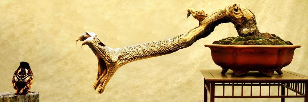 Suri Hernandez banner