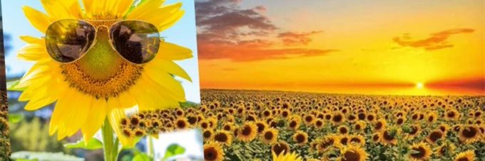 Citlally Brizuela banner