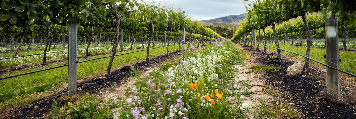 Mt Difficulty banner