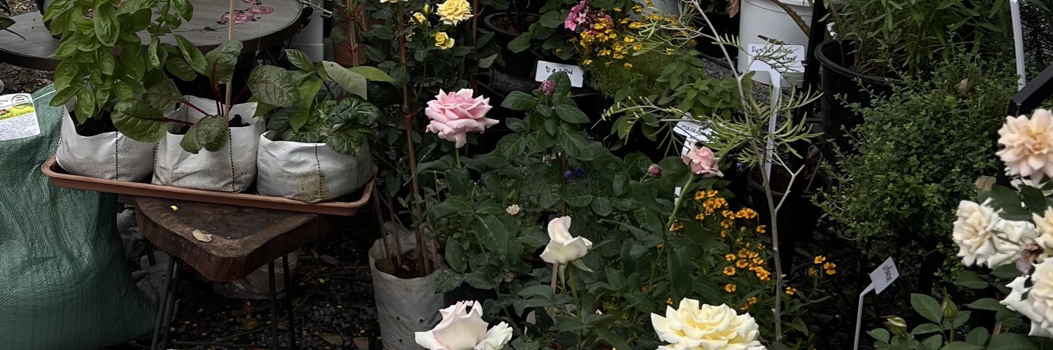 evening primrose banner