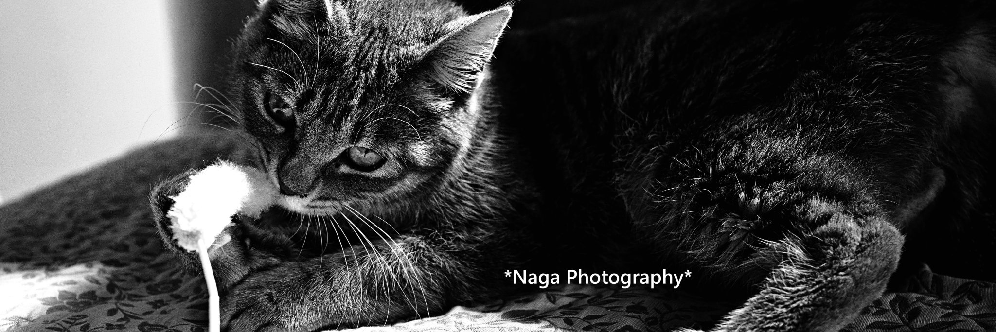 TrueDragonfly's profile banner image