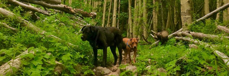 _gods_grass's profile banner image