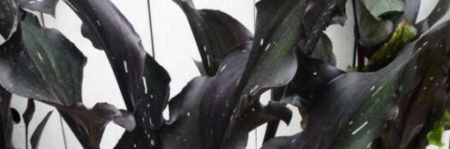 rinadrops_on's profile banner image