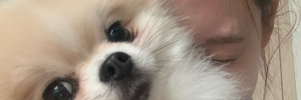 Dandi banner