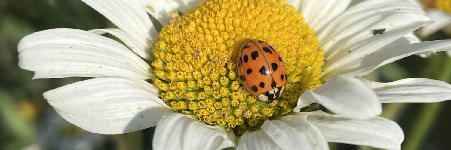 Jo_Elphick's profile banner image