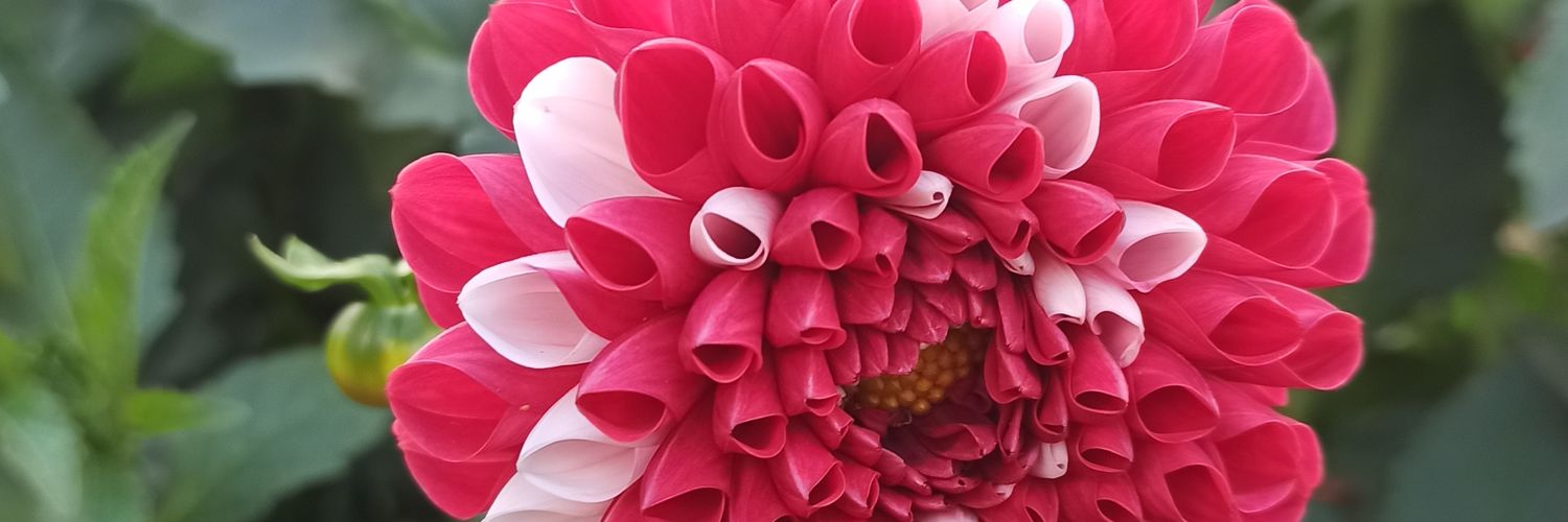 capefe00's profile banner image