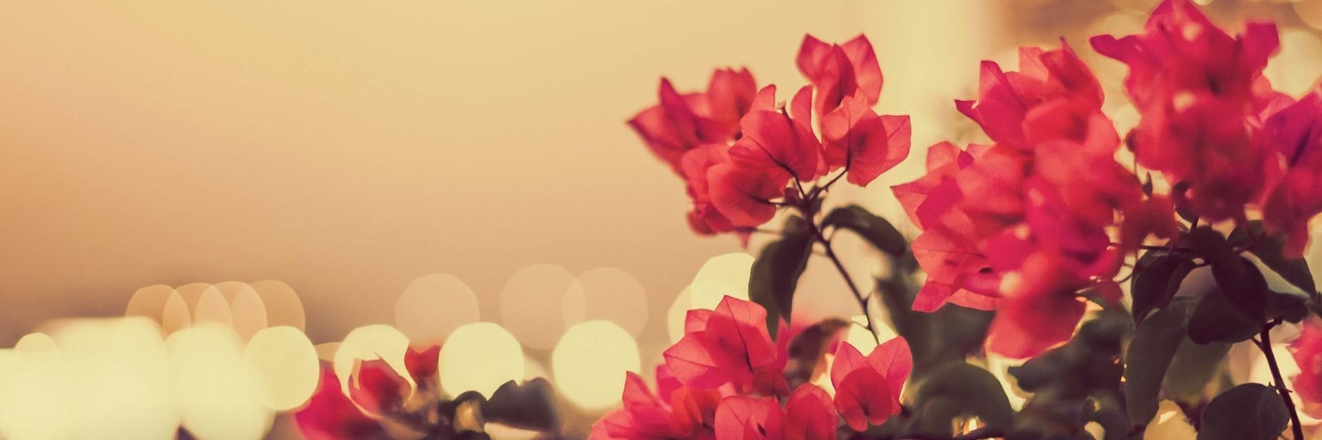 hanasmnth's profile banner image
