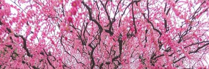 bonga macanda banner