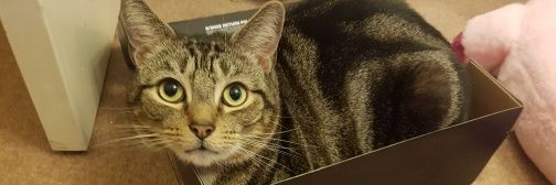 Staciferr's profile banner image