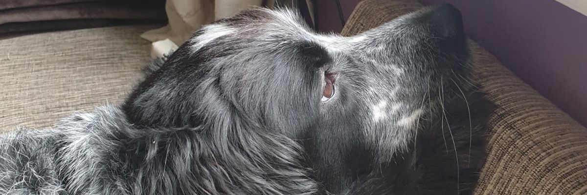 georgel1892's profile banner image