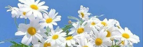 dheaAL_'s profile banner image