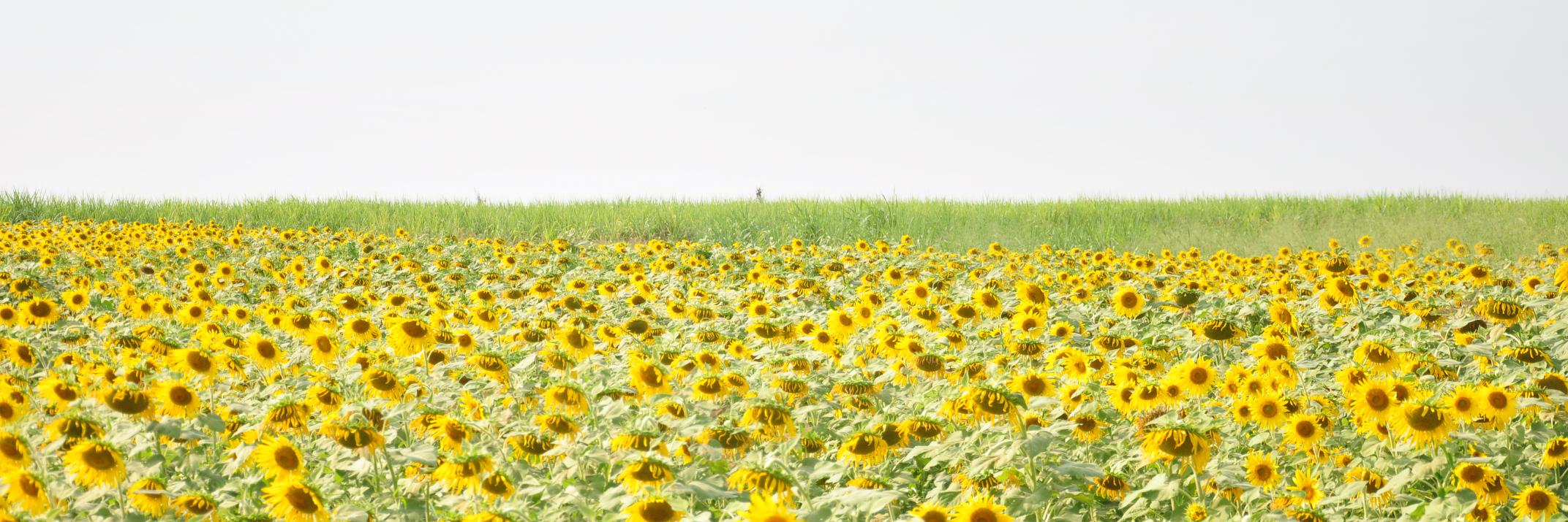 phoebedelcampo's profile banner image