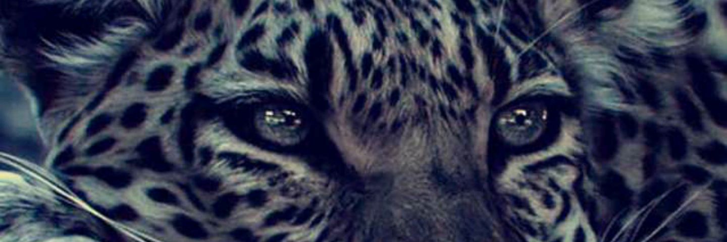 amali5658's profile banner image