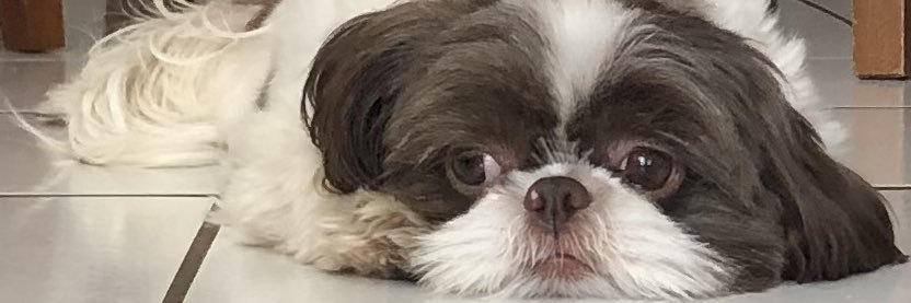 phpiza's profile banner image