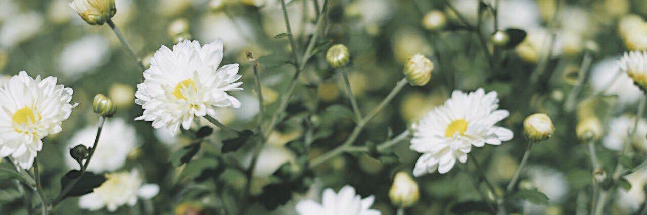 morphine_feen's profile banner image