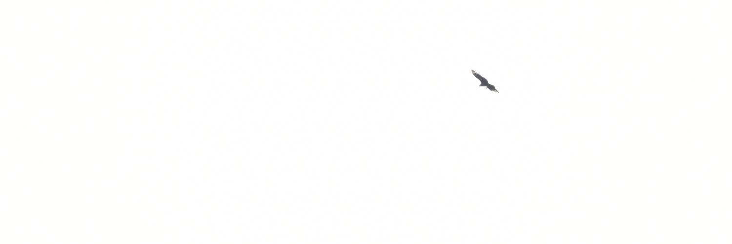 Nick Temmerman banner
