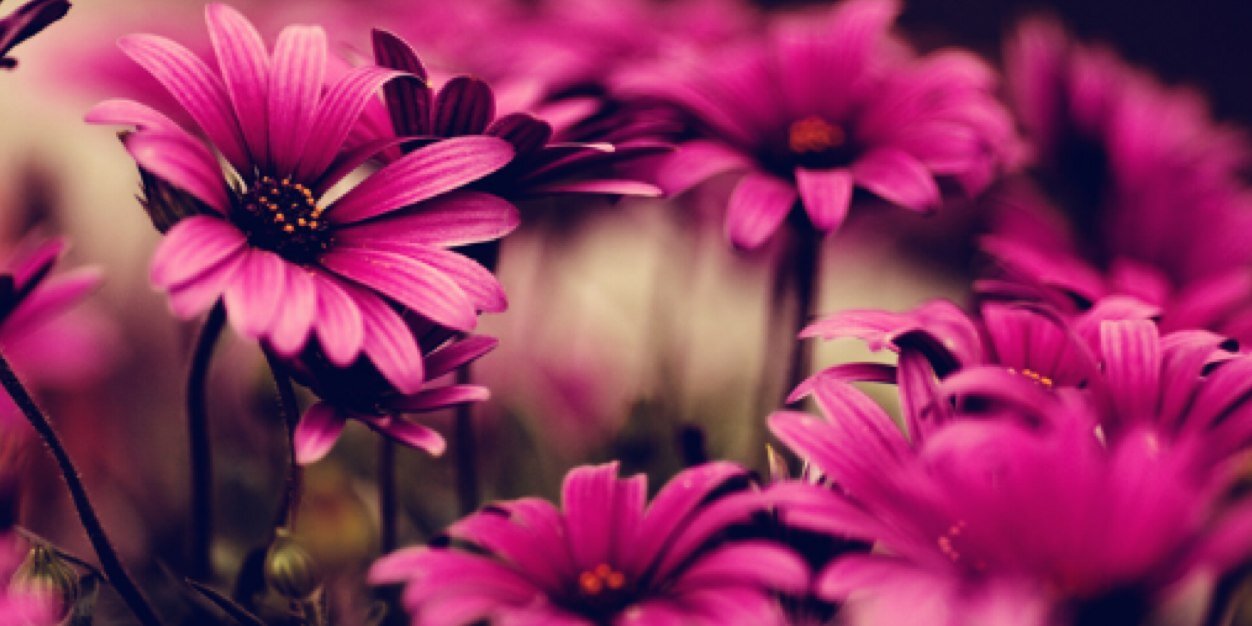 StephanieNorma3's profile banner image