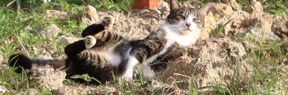 catdocatgo's profile banner image