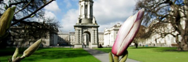 tilda_tcd Profile Banner