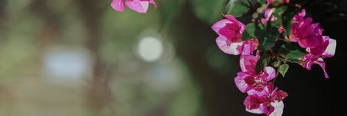 Angela banner