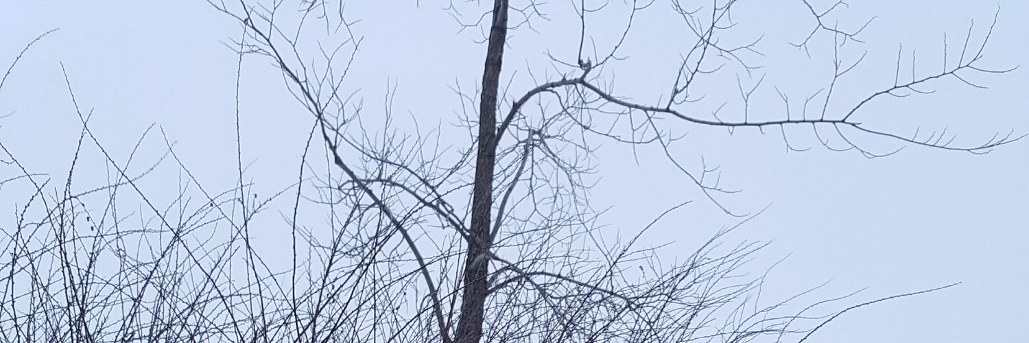 prioux1985's profile banner image