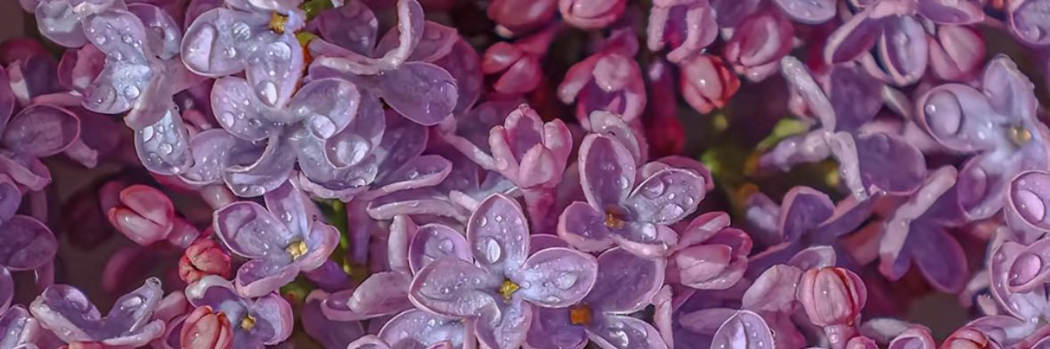 Maelle_nc's profile banner image